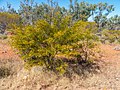 Acacia victoriae, Peak Creek, Boulia Shire, Queensland.