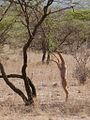 Antilopa se uspravila na dvije noge, kako bi jela lišće