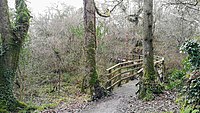 A wooden walkway in Ballyarr Wood