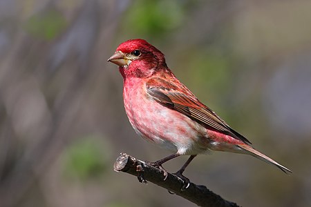 Purple finch, male, by Cephas