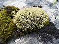 Igel-Caldonie Cladonia uncialis