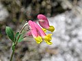 Corydalis sempervirens