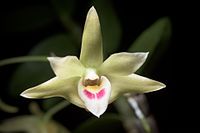 Dendrobium officinale