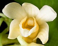 Dendrobium milaniae