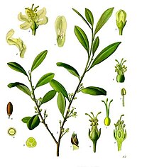 Erythroxylum coca Lam.