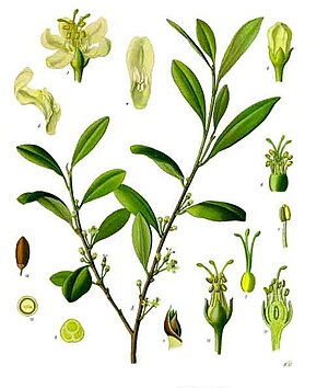 Kokastrük (Erythroxylum coca)