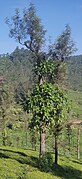 Ficus hispida on silver Oak Valparai tea 2.jpg