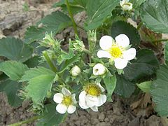 Fragaria grandiflora