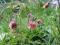 Geum rivale