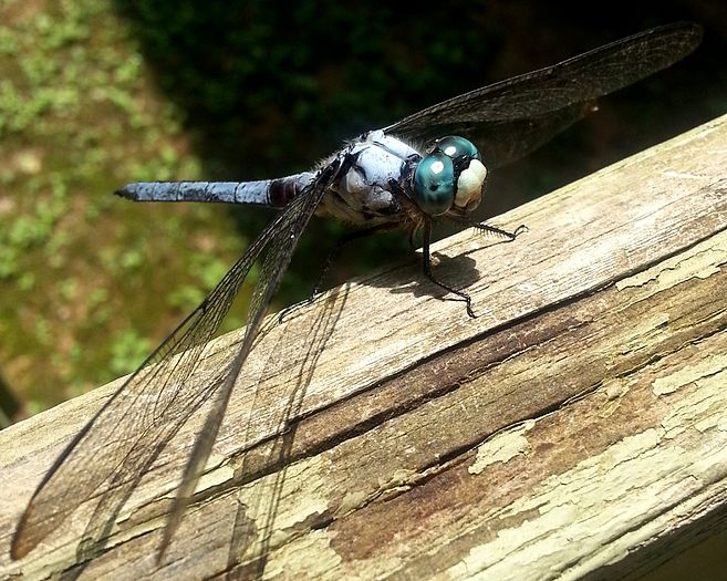 Libellula vibrans (Great Blue Skimmer)