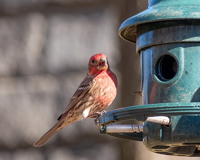 House finch