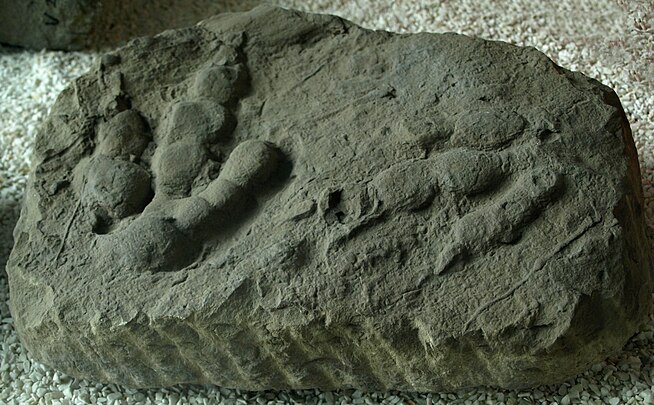 一嚿有恐龍腳印喺上面嘅化石