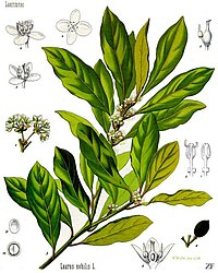 Laurus nobilis L.