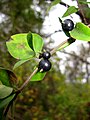 Bibaya en la madreselva, Lonicera japonica.