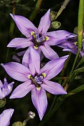 Moraea polyanthos