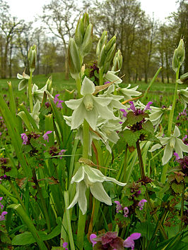 Knikkende vogelmelk