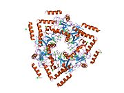 1sl6: ساختار کریستالی قطعه ای از DC-SIGNR (شامل حوزه تشخیص کربوهیدرات و دو تکرار گردن) کمپلکس شده با Lewis-x.