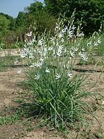 Grote graslelie (Anthericum liliago).