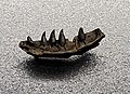 Jaw of Palaeosaniwa sp ROM 753883.1