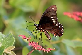 Polydamas swallowtail (Battus polydamas polydamas).JPG