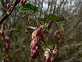 Ribes sanguineum