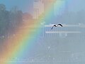 Image 108Ring-billed gull in a rainbow over Niagara Falls