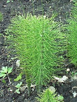 Didysis asiūklis (Equisetum telmateia)