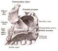 Правая верхняя челюсть, строение, вид с носовой (медиальной) поверхности