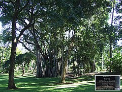 The Durban Banyan Tree.jpg