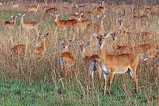 females and males grazing Uganda