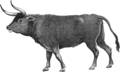 Aurochs (2004)