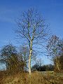 Tree in winter