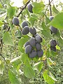 plums (Prunus domestica subsp. domestica)