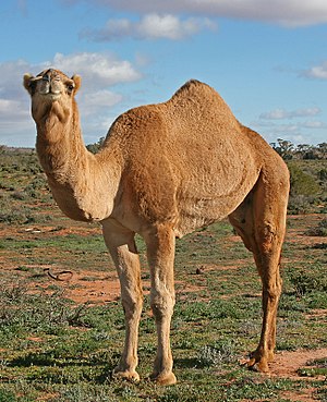 Camel Profile, near Silverton
