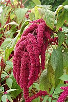 Amaranthus caudatus species of Amaranthus