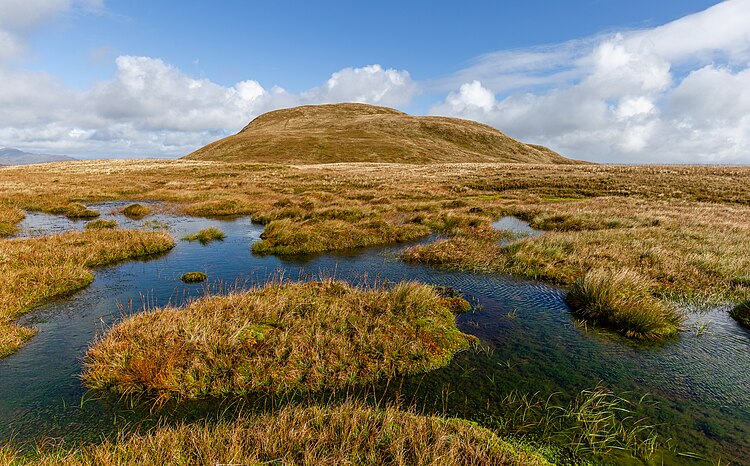 Торфяное болото у деревни Ласс, Шотландия