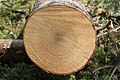 心材と辺材の区別が不明瞭なモミ属木材