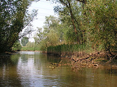 La berge à nu à marée basse