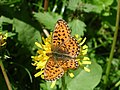 Boloria euphrosyne Zilvervlek