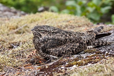 Common nighthawk, by Gavin Schaefer (edited by Julia W)