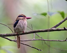 Sulavesa lilarbalciono (Cittura cyanotis)