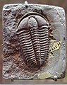 Conocoryphe sulzeri fossil