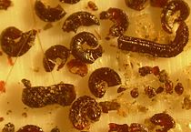 Het voedsel van de larven bestaat deels uit de uitwerpselen van de volwassen vlo.