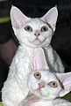 Devon rex blancs