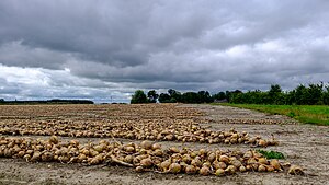 Geoogste uien op het veld bij De Horn