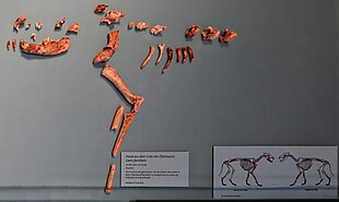 A partial dog skeleton in a museum display. Portions of the skull, one leg, ribs, and vertebrae are visible. In the lower-right, a diagram of what remains of the dog and a German description are visible.