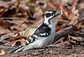 Image 109Downy woodpecker with a leaf on its nose in Prospect Park