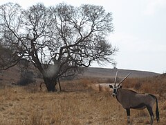 Gemsbok, Gauteng Rhino Lion Reserve SAF(1).jpg