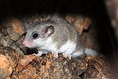 Африкански горски сънливец (G. murinus)