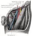 Triángulo femoral izquierdo.